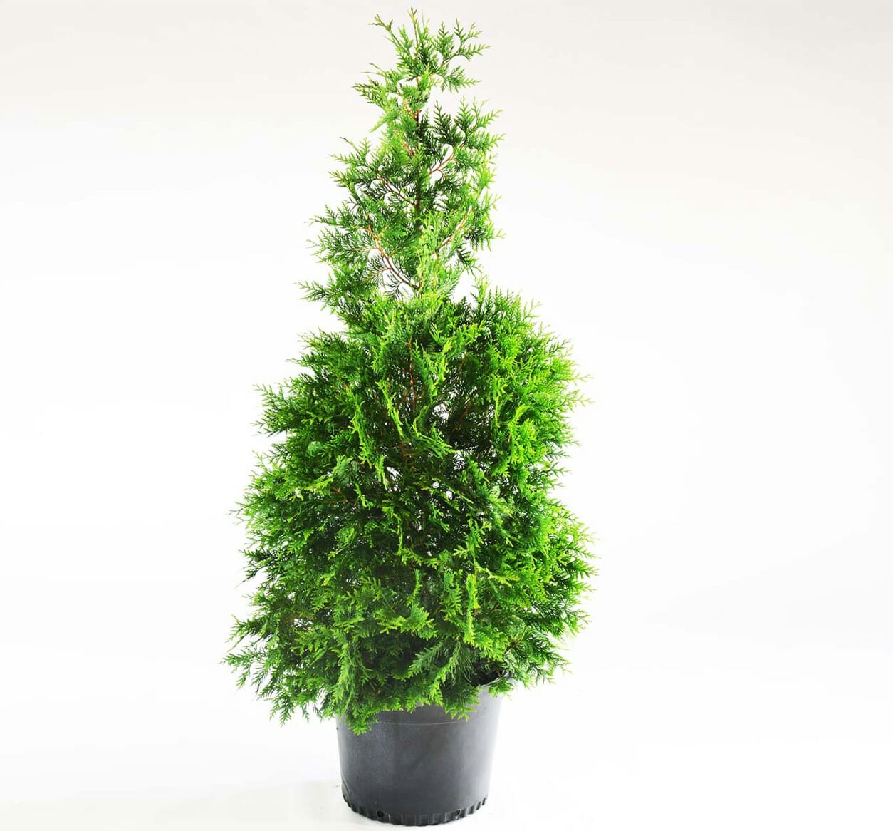 10 Best Fertilizer For Thuja Green Giant In 2023 The Wrench Finder