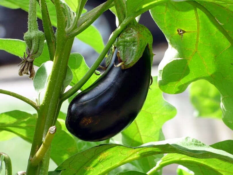 companion plants for eggplants 1