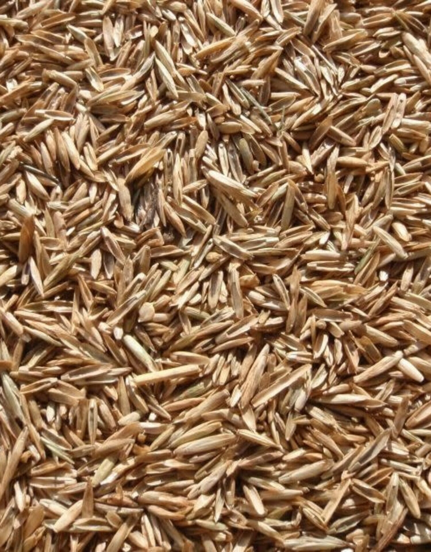 rye grass seed for arizona 1