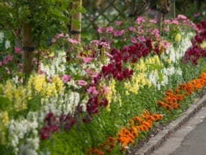 fertilizer for annuals 2