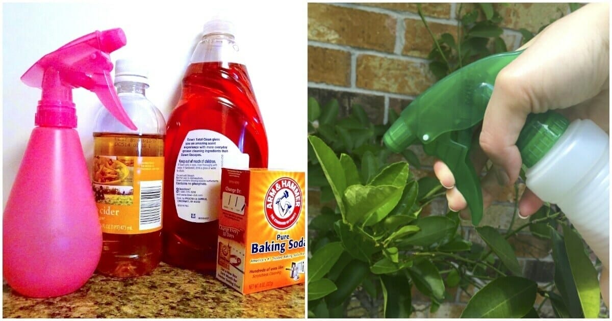 outdoor ant killer safe for pets 1