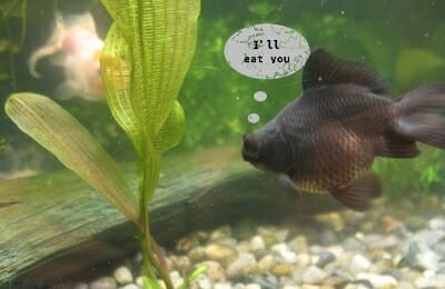 plants for goldfish to eat 1