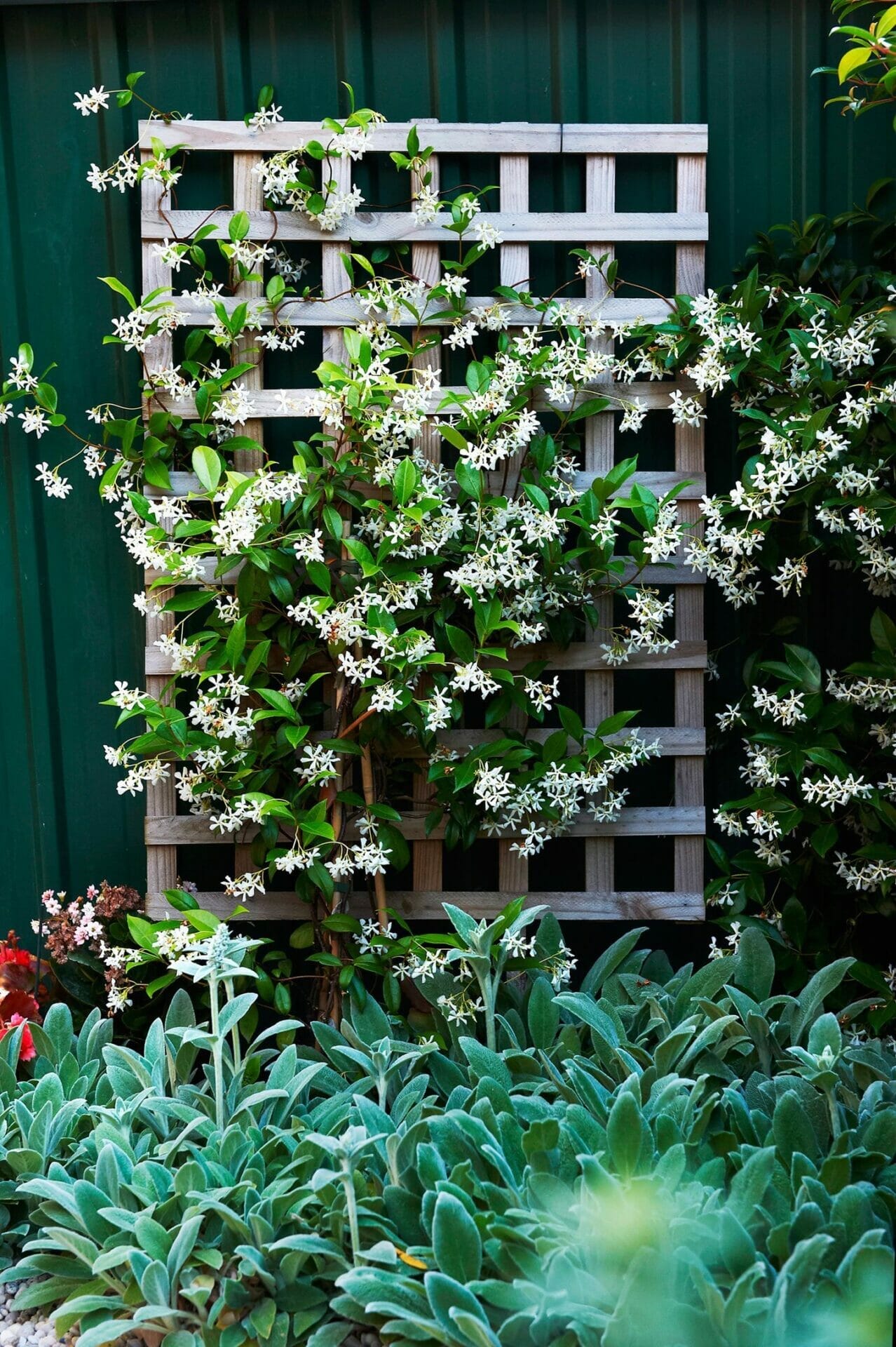 10 Best Climbing Plants For Wooden Fences In 2023 The Wrench Finder