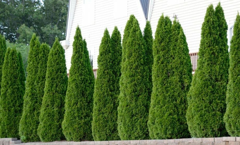 fertilizer for emerald green arborvitae 1