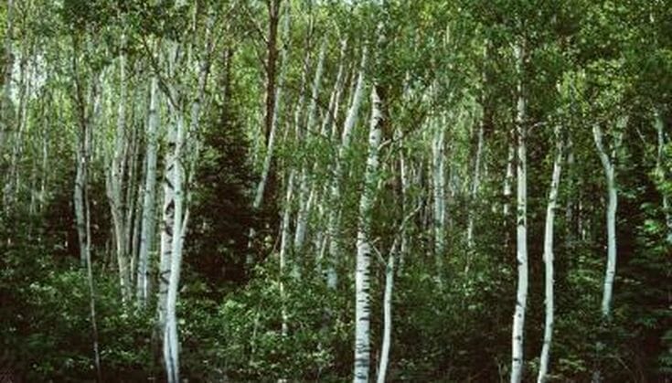fertilizer for birch trees 1