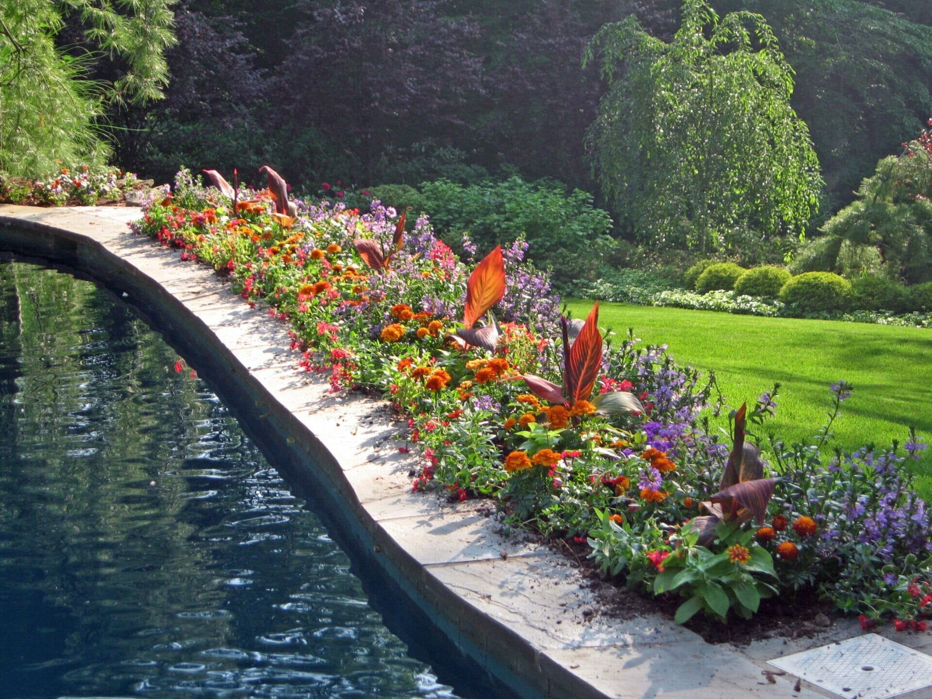 10 Best Plants For Pool Landscaping In 2023 The Wrench Finder