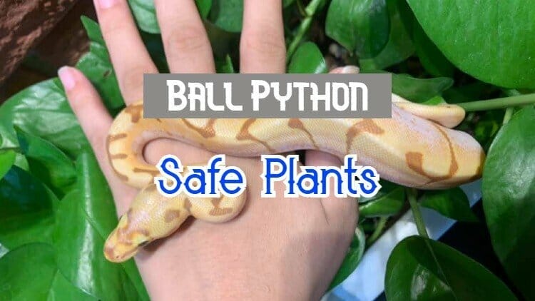 plants for ball python 2