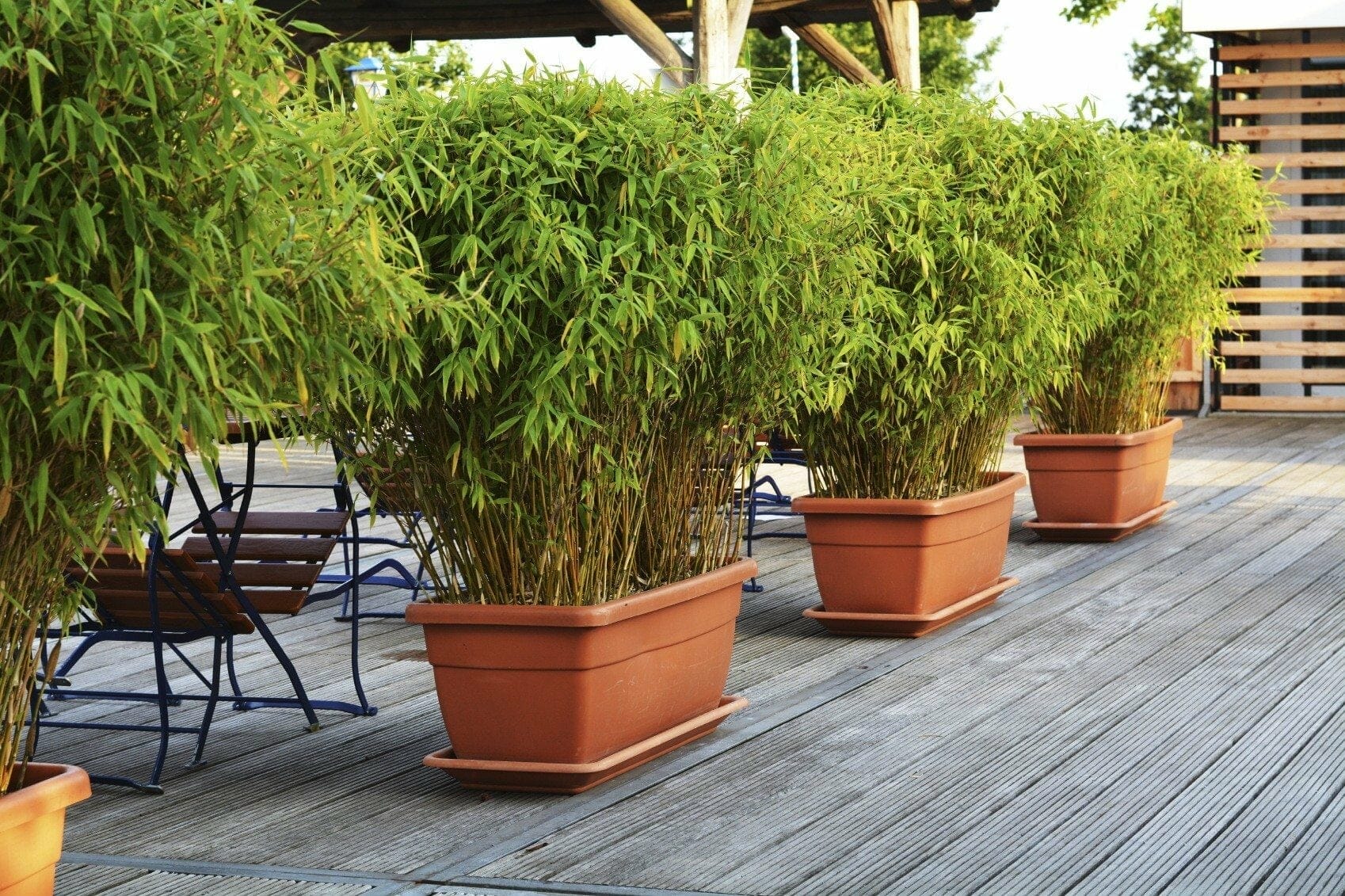 bamboo plants for pots 1