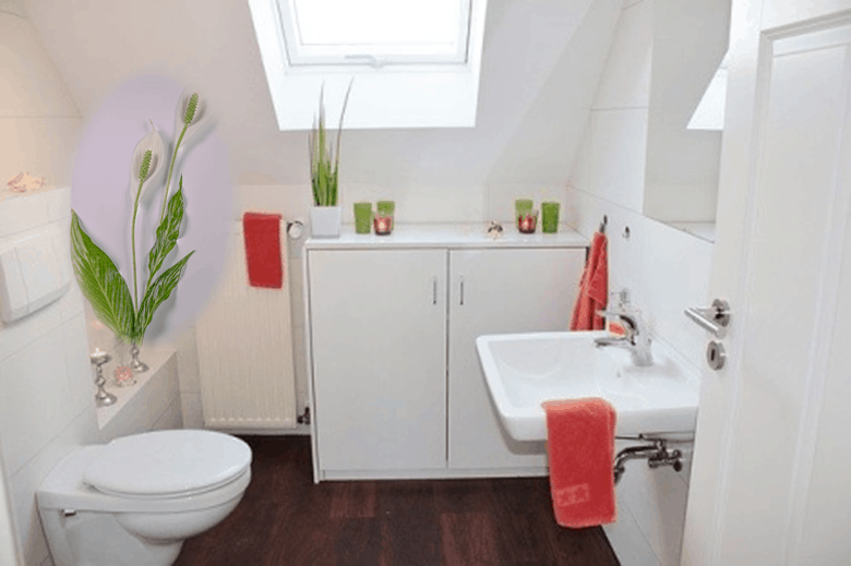 plants for bathroom smells 1