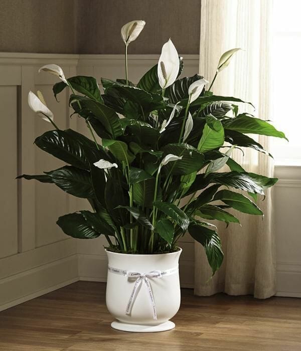 planter for peace lily 1