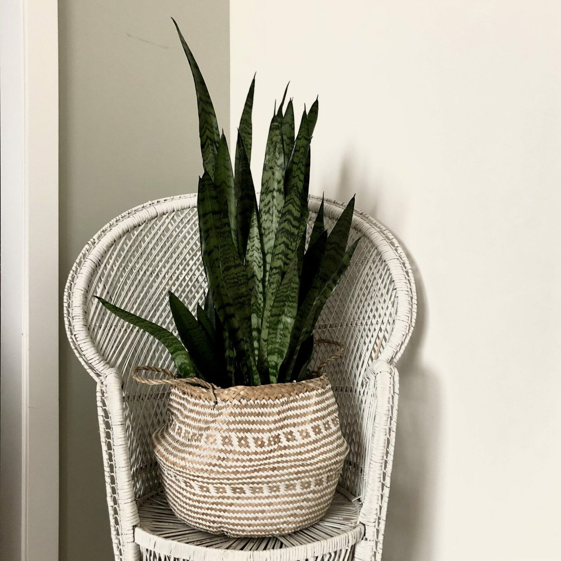 plants for pots without drainage 2