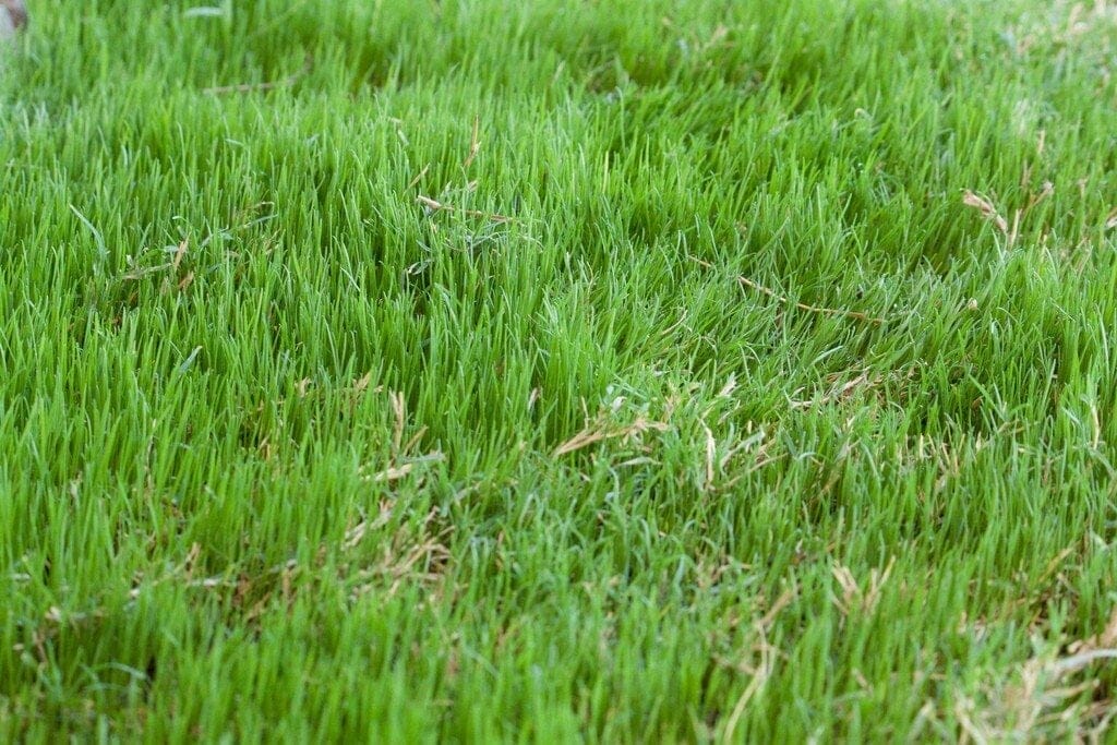 bermuda grass seed 1