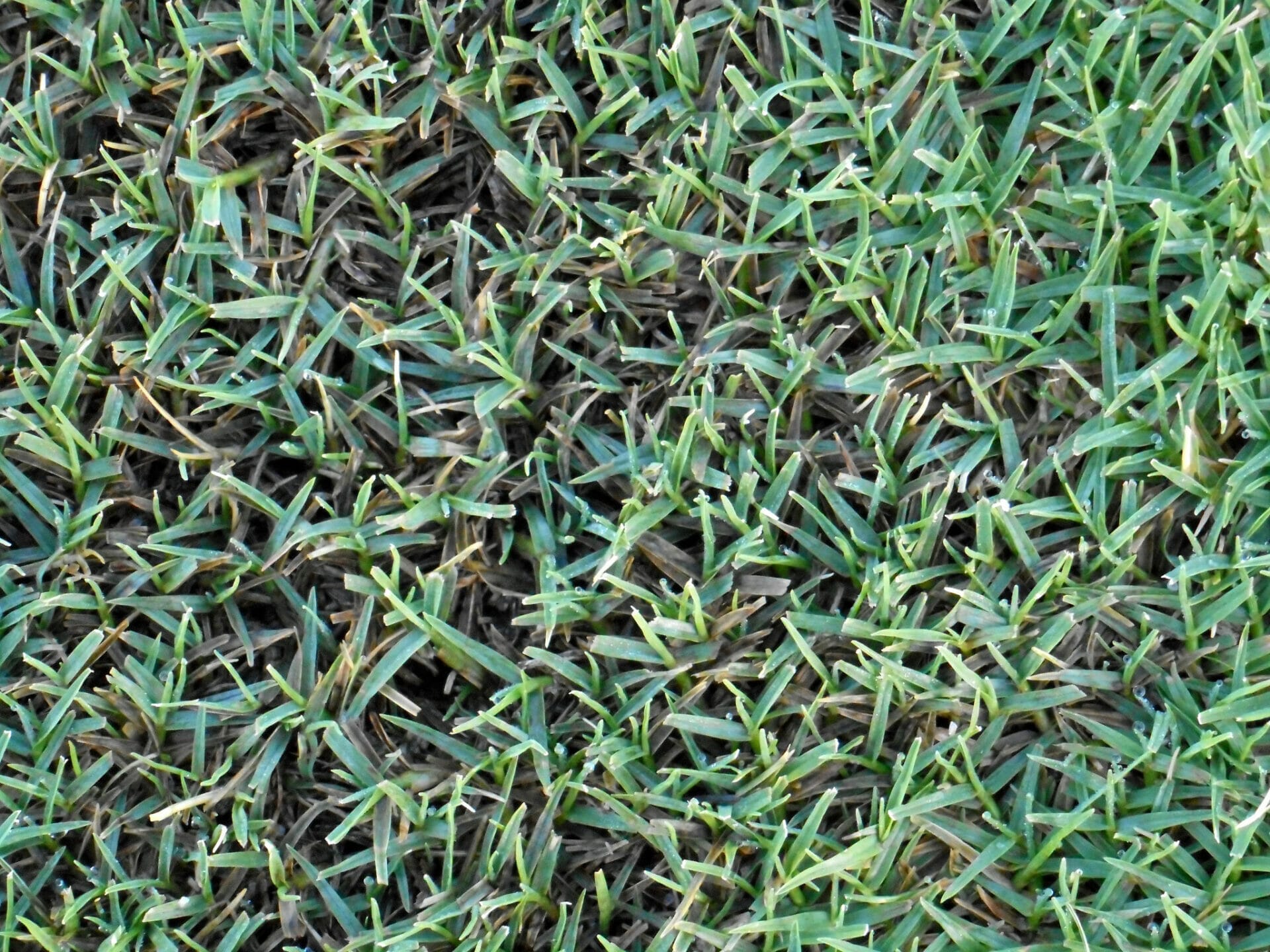 bermuda grass seed for north texas 2