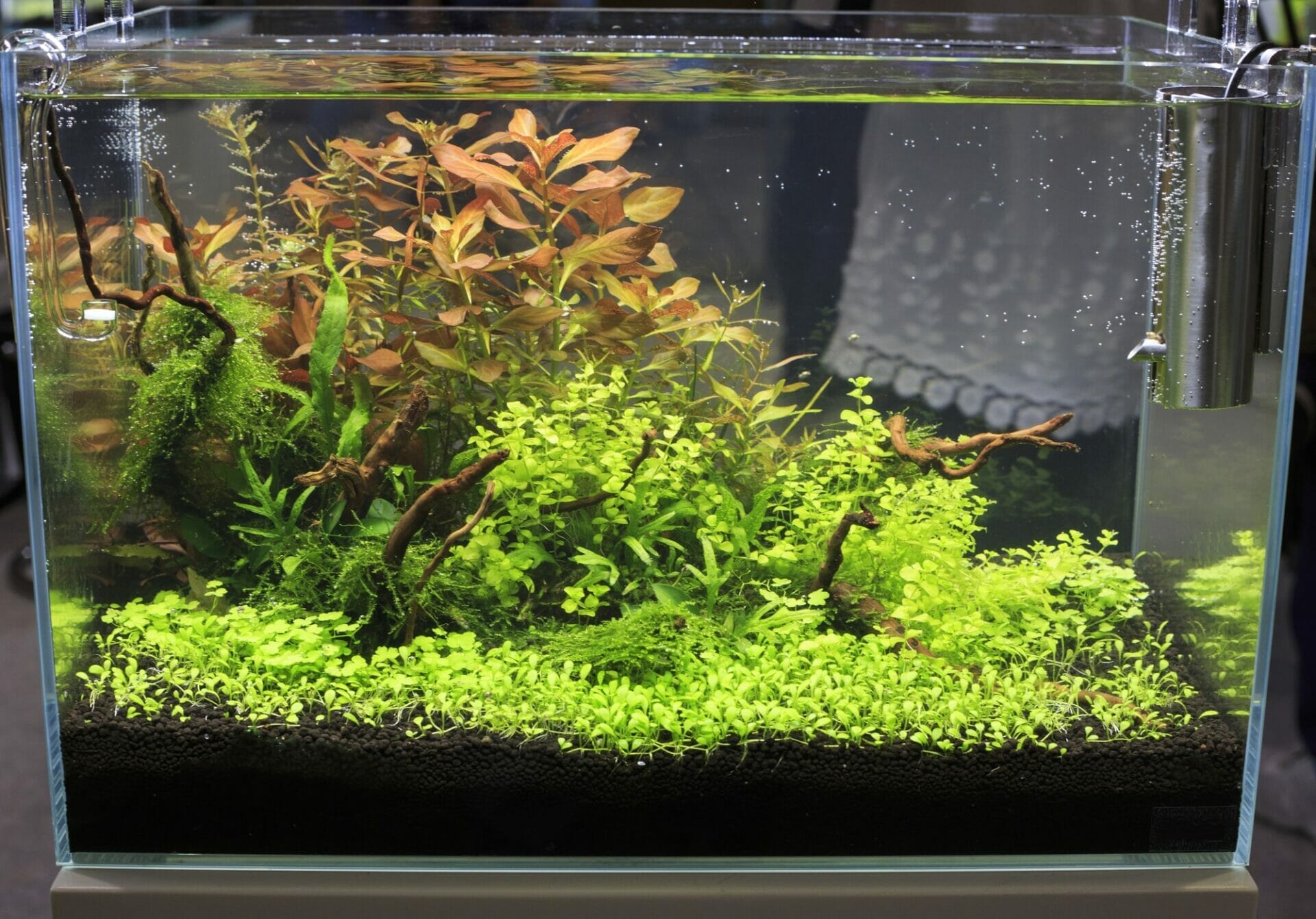 plants for 10 gallon aquarium 1