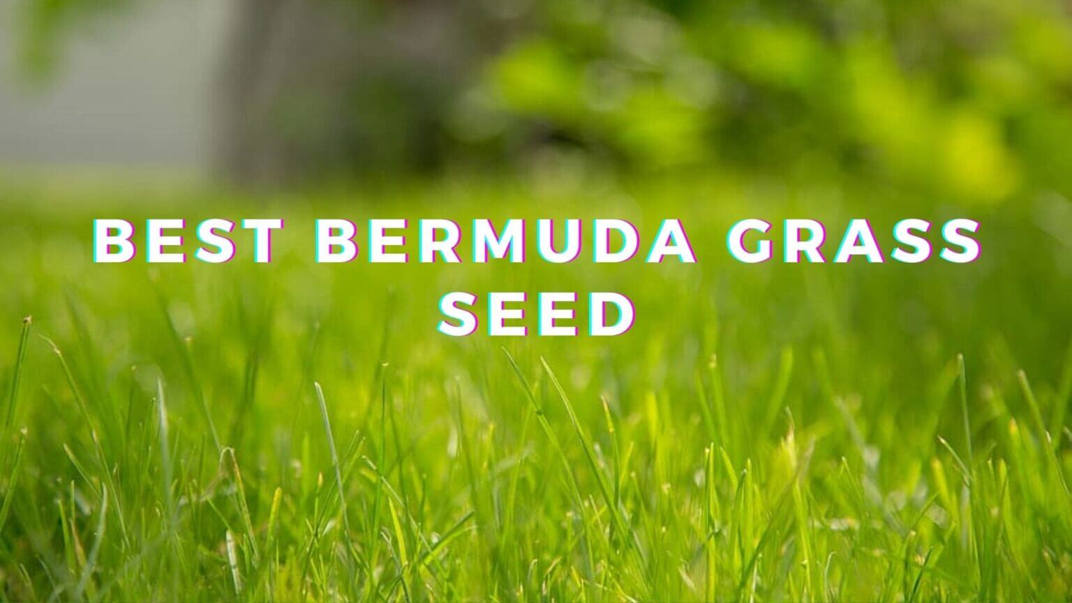 bermuda grass seeds 2