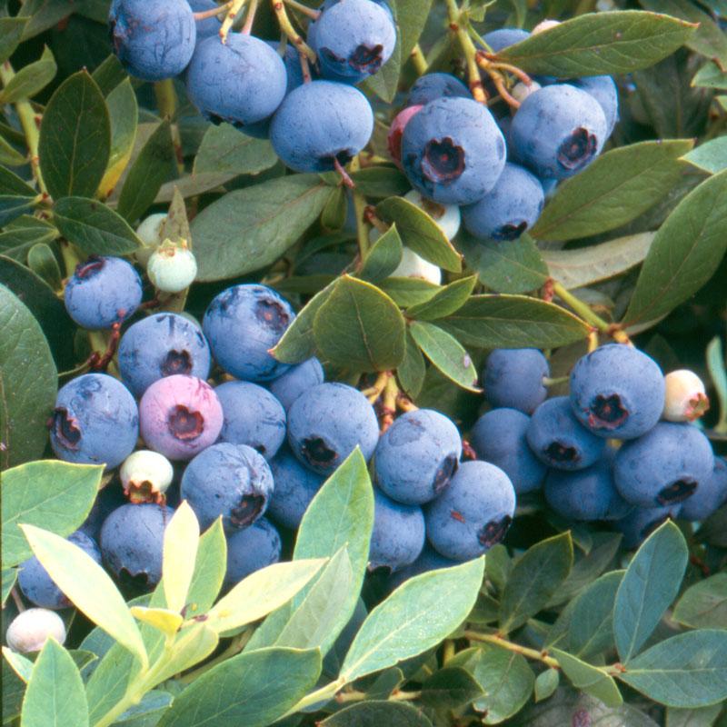 10 Best Blueberry Plants For Pacific Northwest In 2023 The Wrench Finder