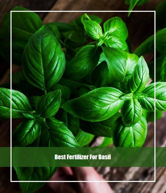fertilizer for basil 1