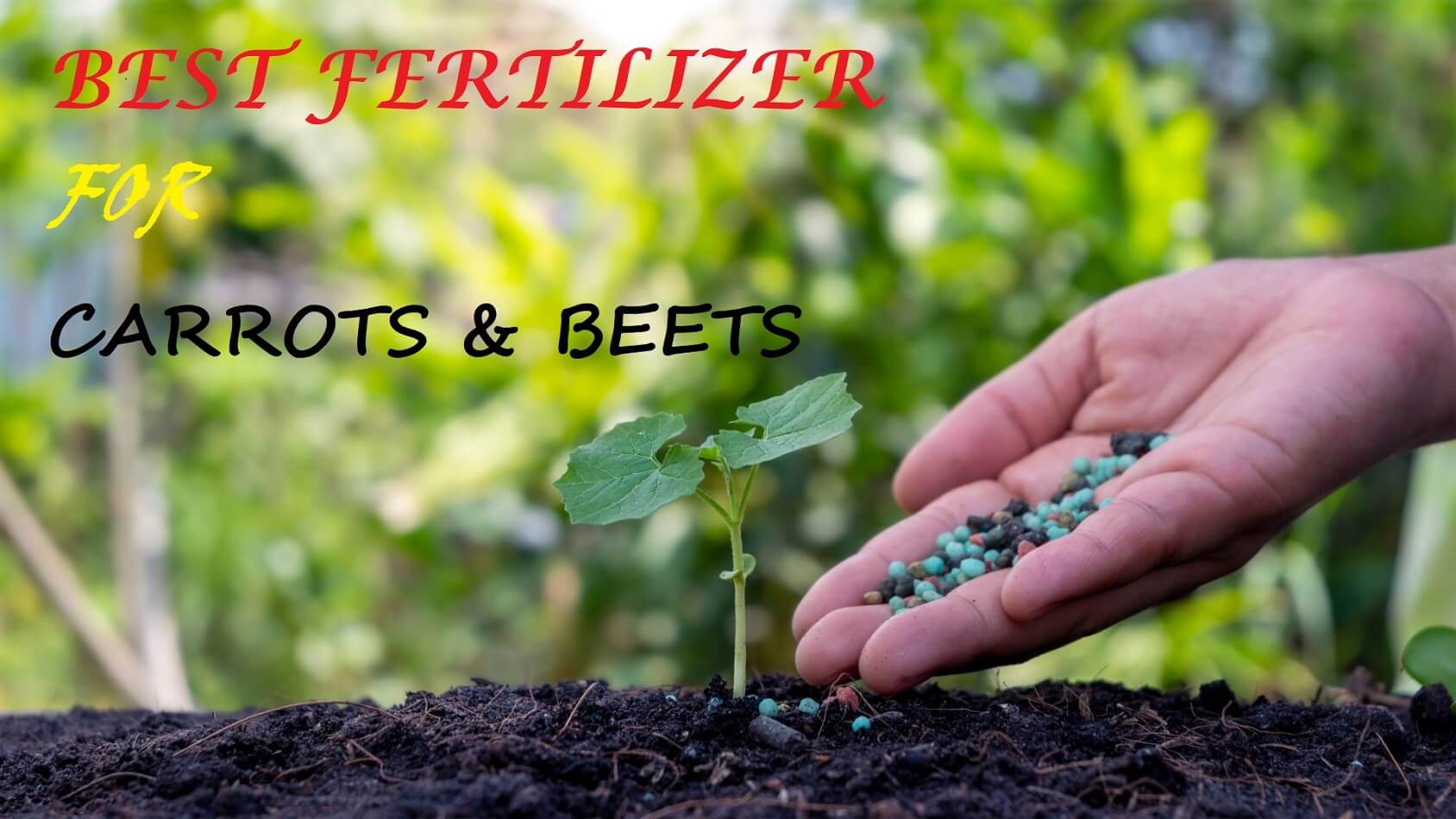 fertilizer for carrots 2