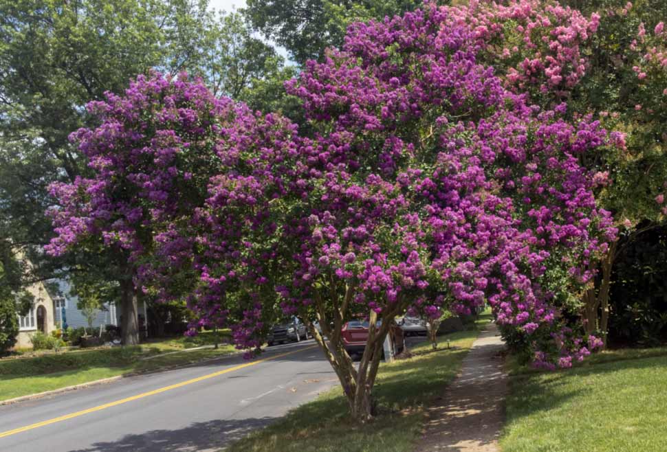 fertilizer for crepe myrtle tree 1