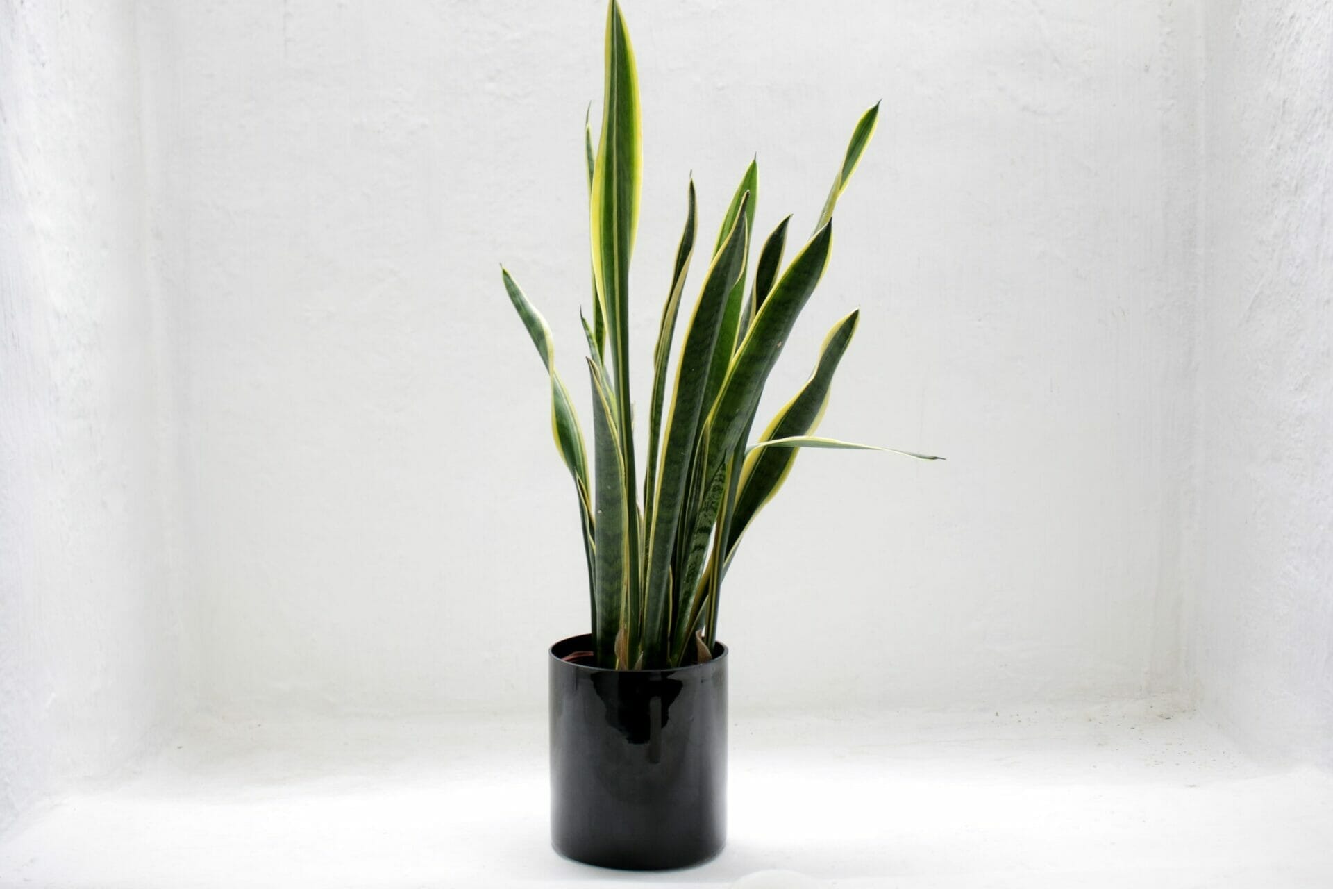 plant for bathroom with no windows 1
