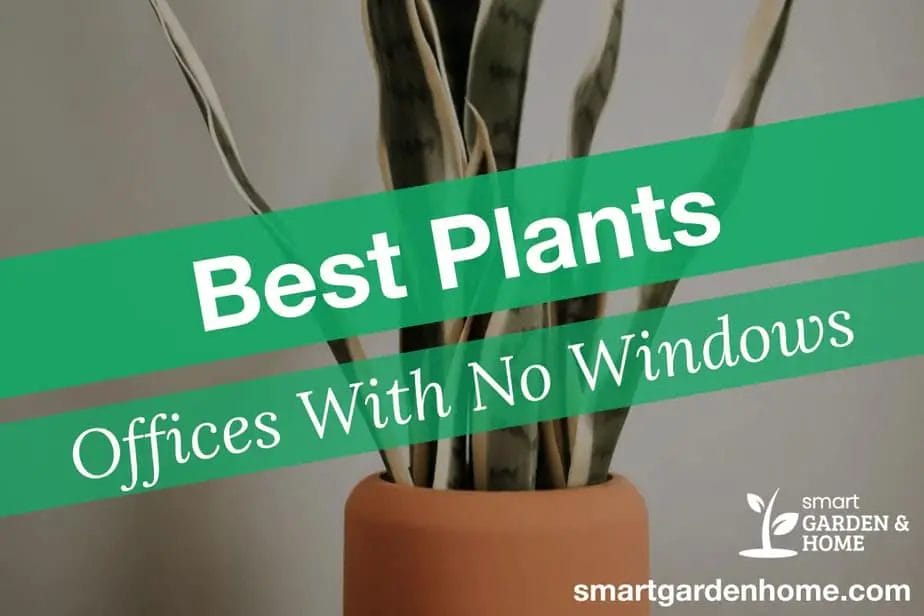 10 Best Plants For Offices With No Windows In 2023 The Wrench Finder