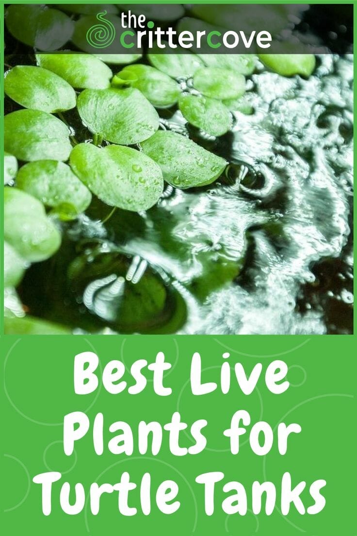10 Best Plants For Turtle Tank In 2023 The Wrench Finder