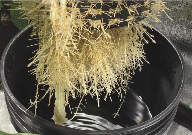 plants for kratky method 1