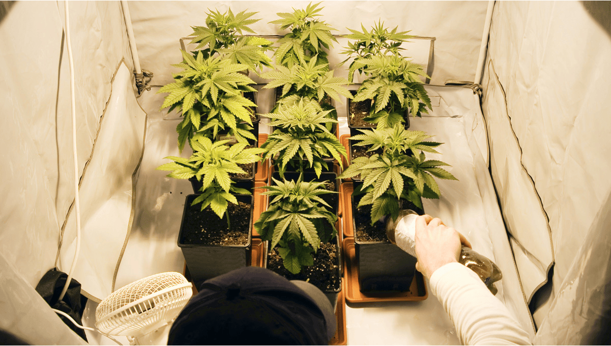 compost for cannabis 1