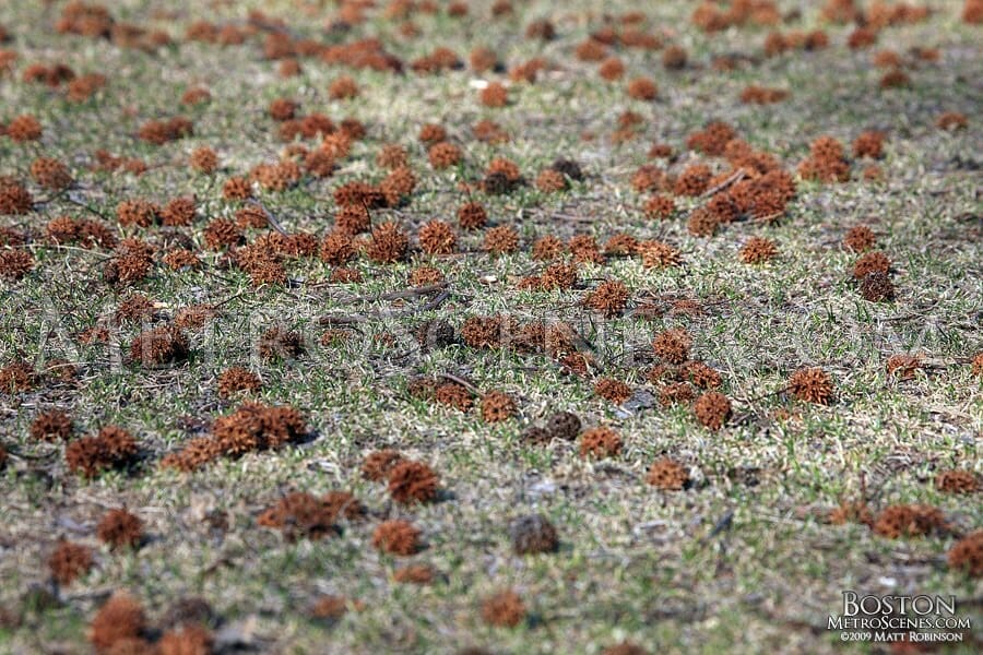 rake for sweet gum balls 1