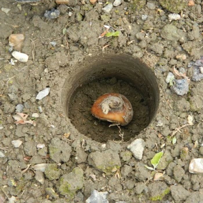 bulb planting tool 2