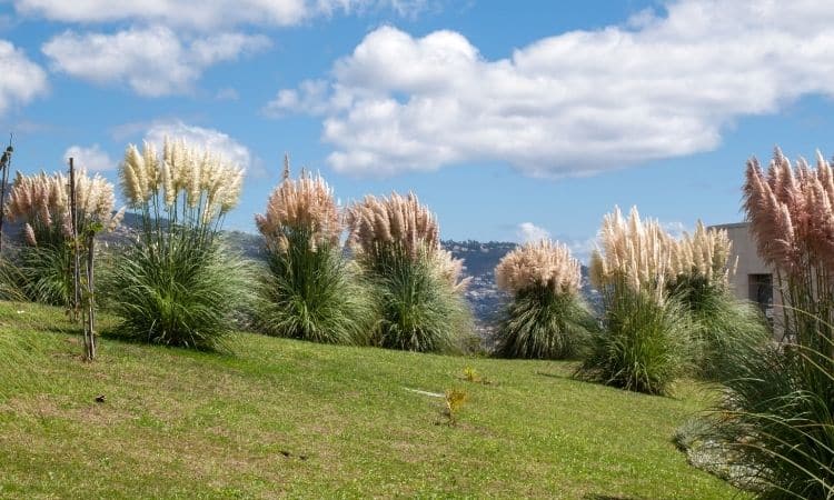 fertilizer for pampas grass 2