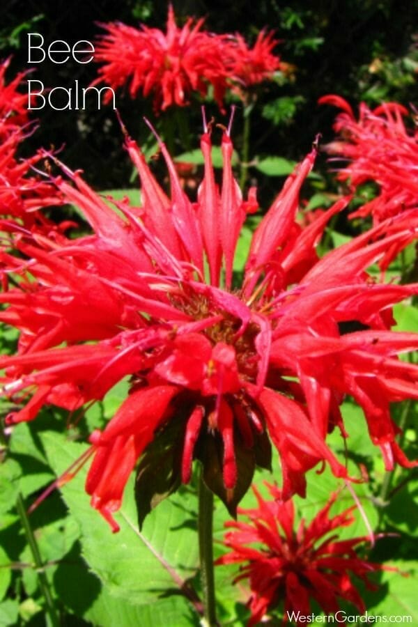 10 Best Outdoor Potted Plants For Utah In 2023 The Wrench Finder