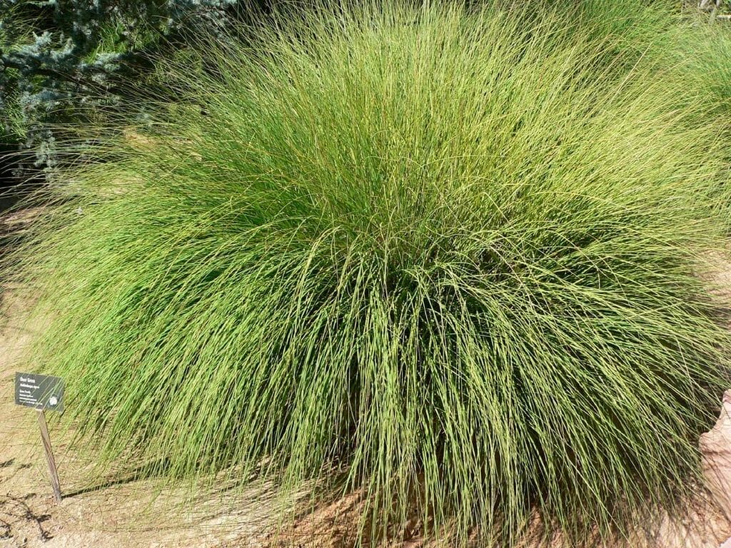 drought tolerant grass seed for southern california 1