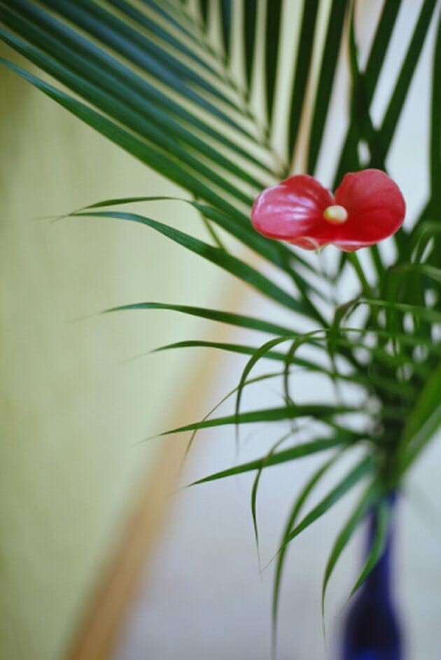 plant for fruit flies 1