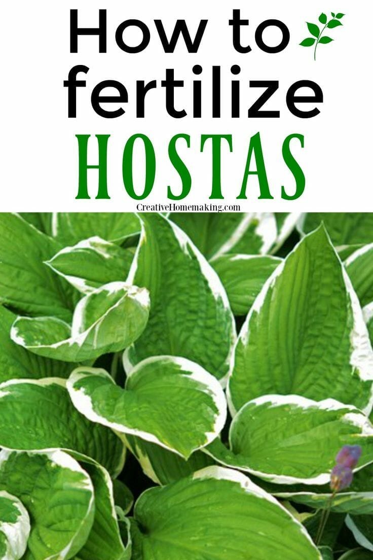 fertilizer for hostas 1