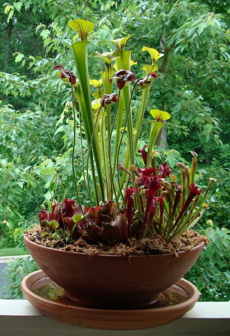 pots for carnivorous plants 2