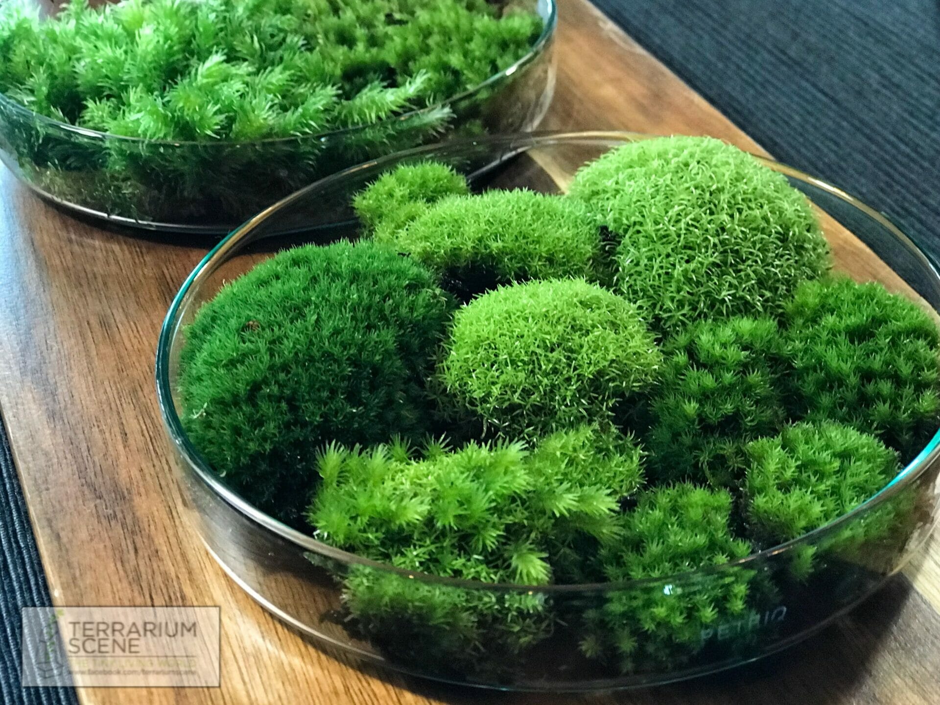 moss for indoor plants 1