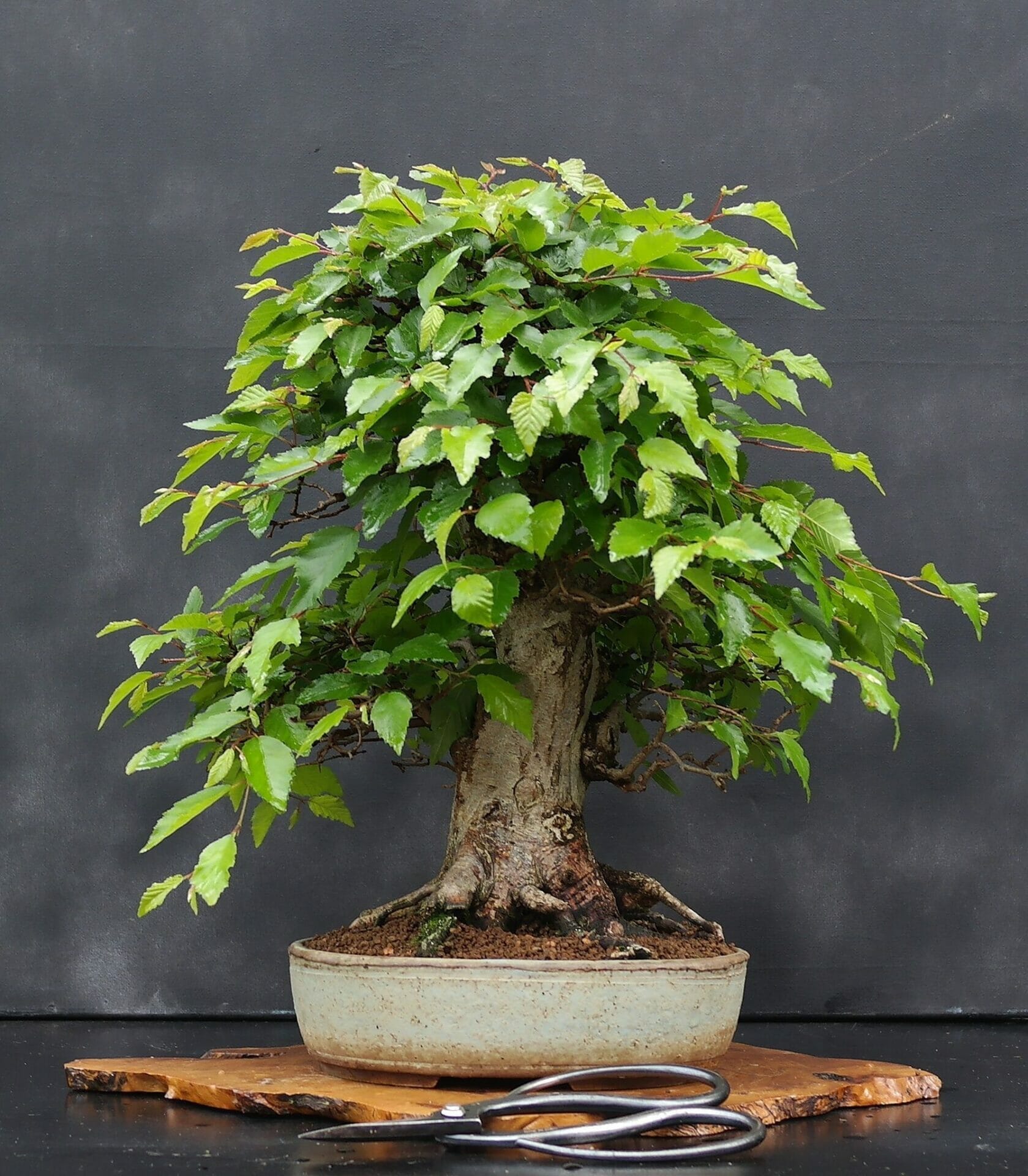 plants for indoor bonsai 1