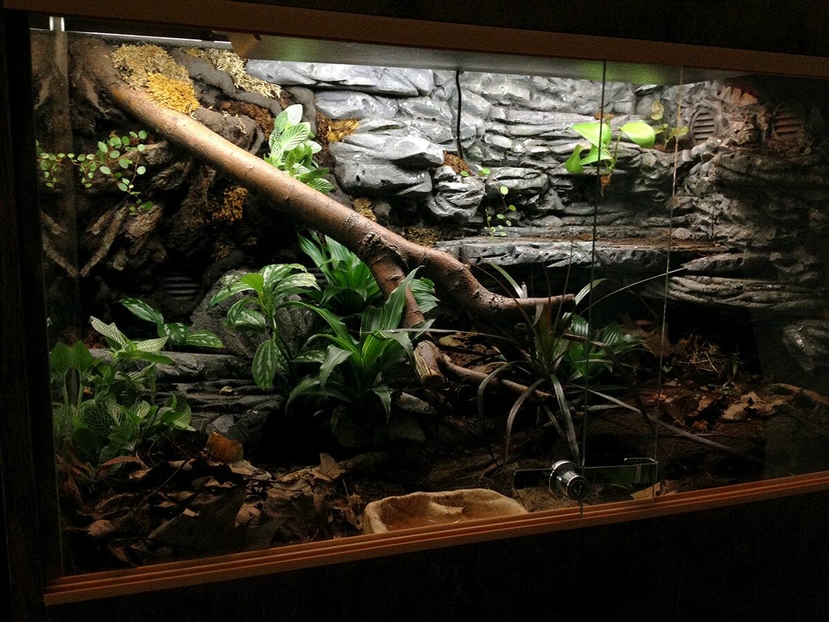 plants for snake terrarium 1