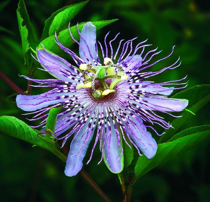 10 Best Plants For Northern Virginia In 2023 The Wrench Finder