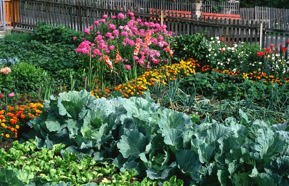 companion plants for cabbage 2