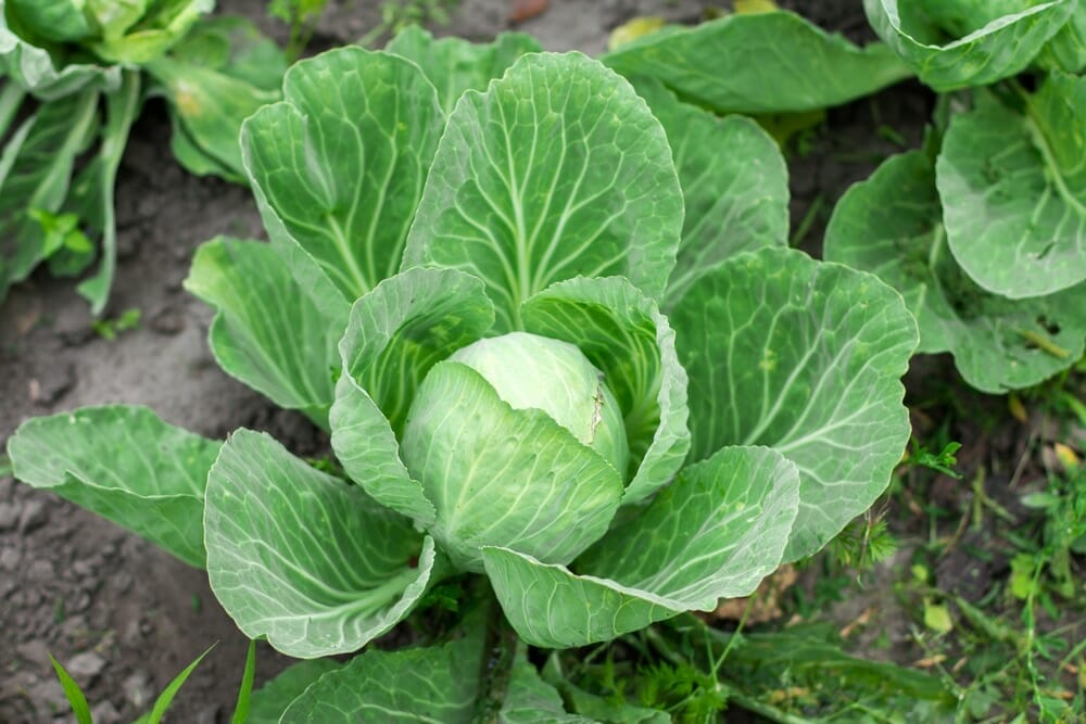 companion plants for cabbage 1