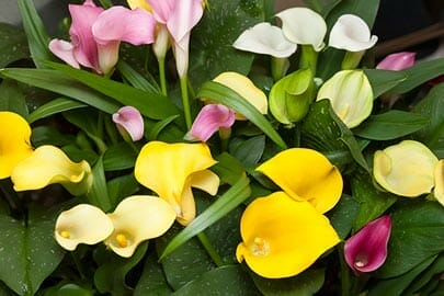 fertilizer for calla lilies 2