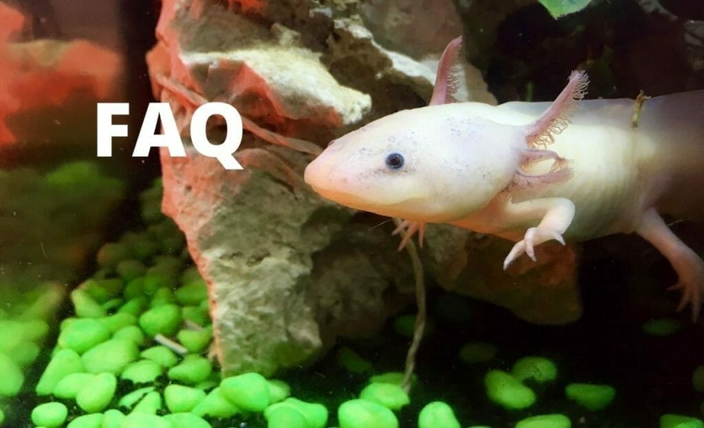 10 Best Plants For Axolotls In 2023 The Wrench Finder