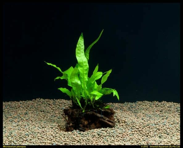 10 Best Plants For Axolotl Tank In 2023 - The Wrench Finder