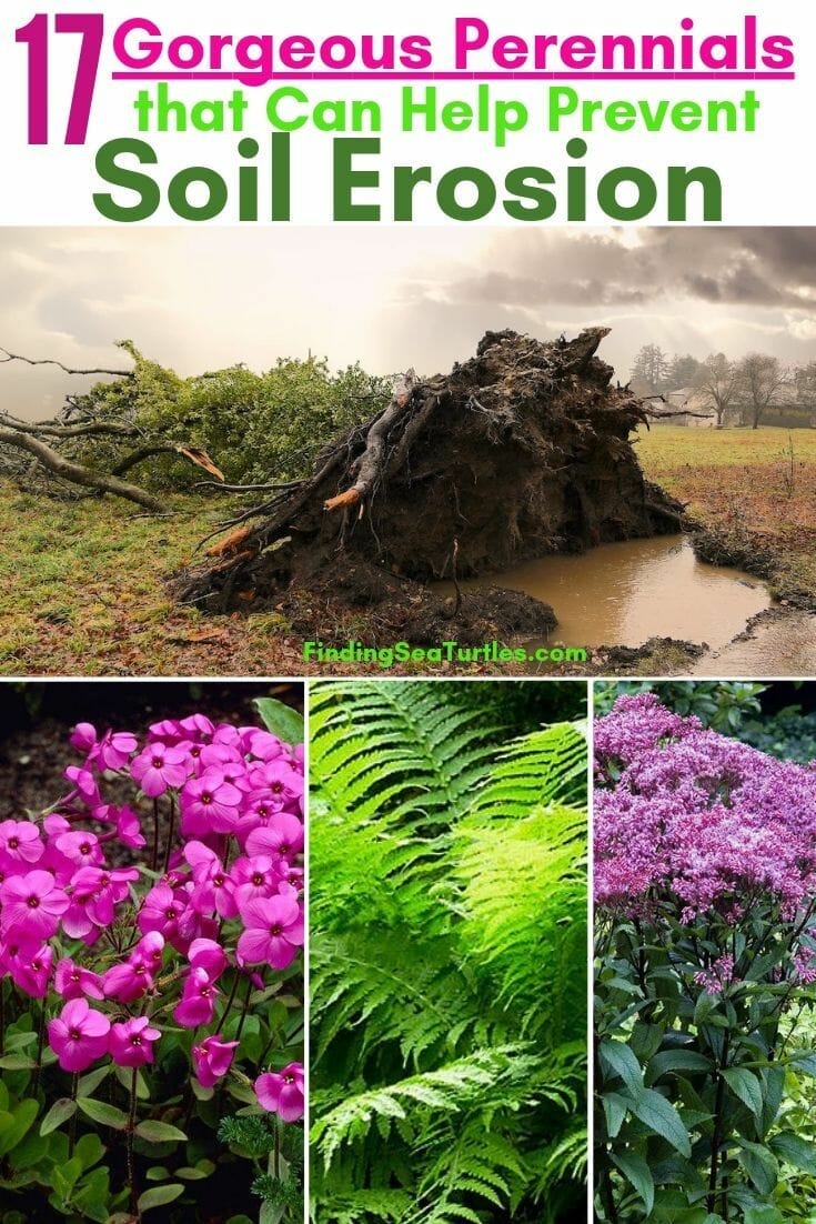 10 Best Native Plants For Erosion Control In 2023 The Wrench Finder