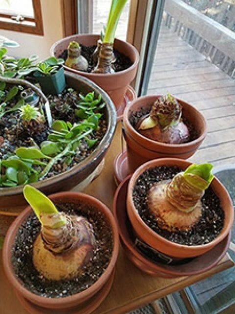 fertilizer for amaryllis 1