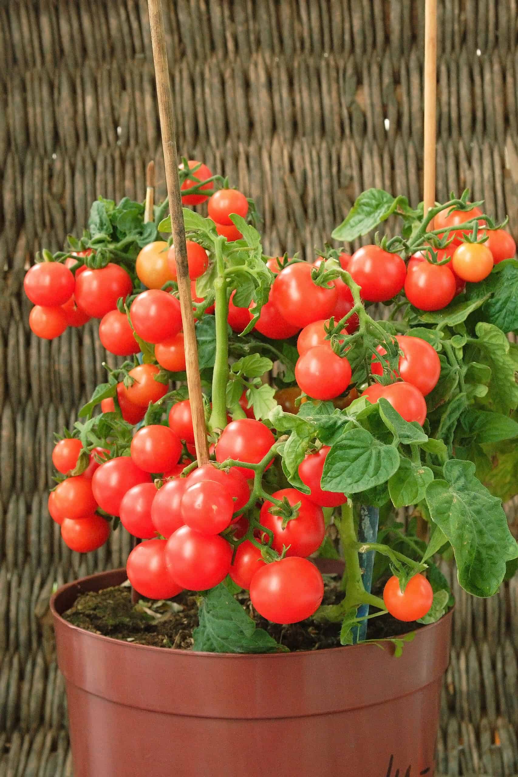 10 Best Cherry Tomato Plants In 2023 The Wrench Finder