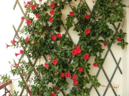 climbing plants for arizona 1