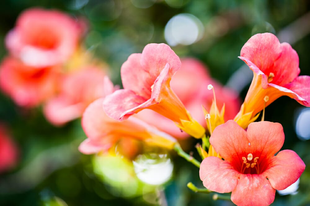 10 Best Climbing Plants For Arizona In 2023 The Wrench Finder